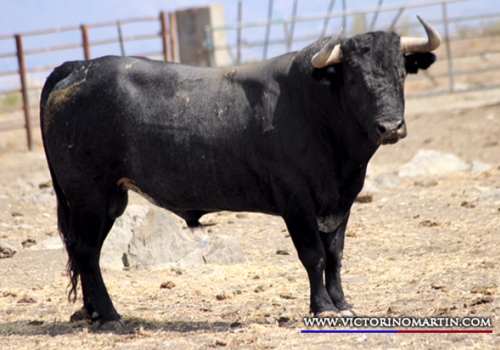 MOHINO Nº 50 • G 2014