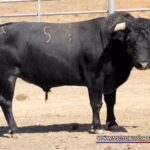 BOLSISTA Nº 51 • G 2014