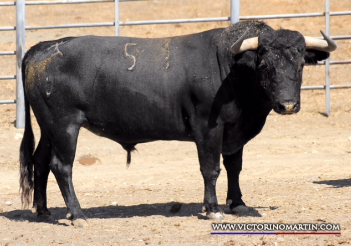 BOLSISTA Nº 51 • G 2014