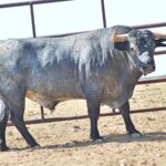 Toros de Adolfo Martín para Zaragoza. 11 de octubre de 2018