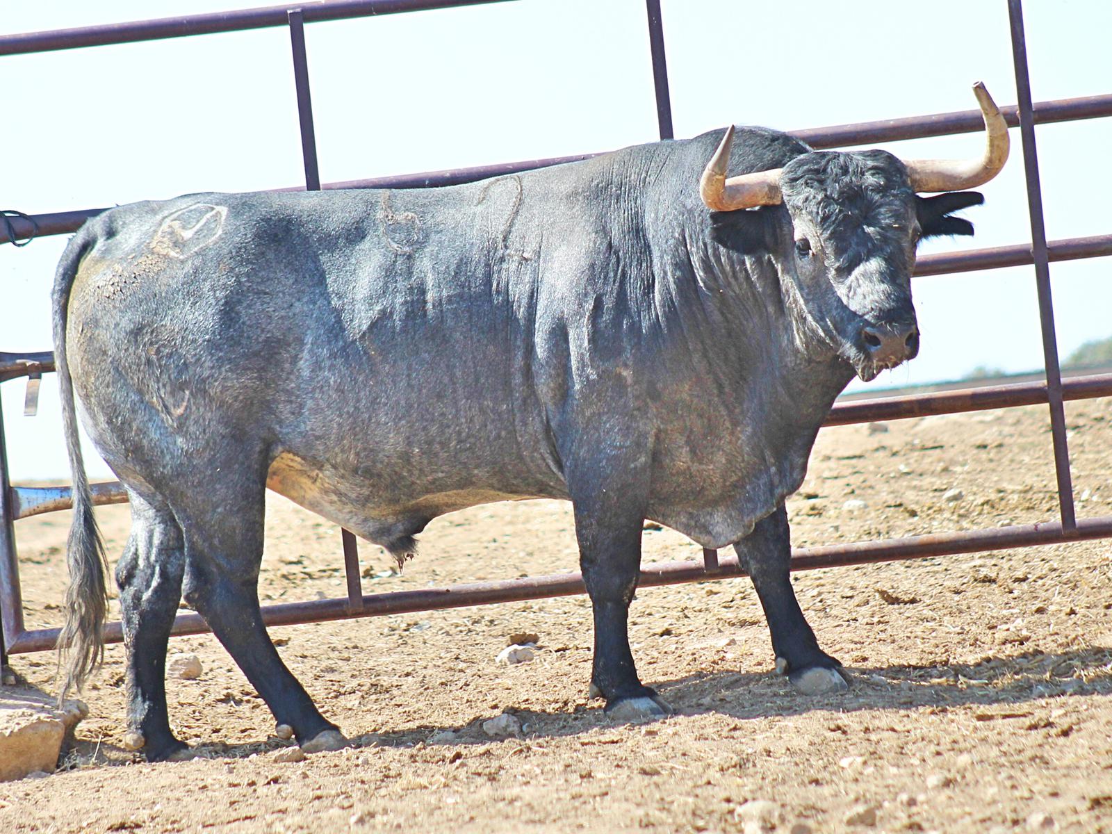 Toros de Adolfo Martín para Zaragoza. 11 de octubre de 2018