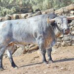 Toros de Adolfo Martín para Zaragoza. 11 de octubre de 2018