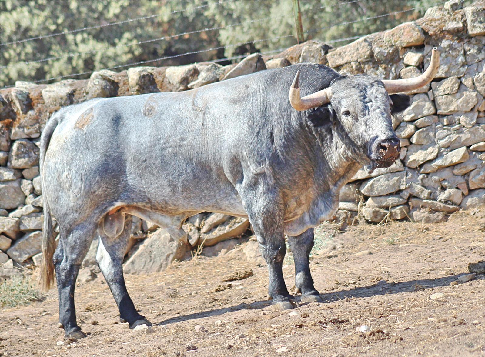 Toros de Adolfo Martín para Zaragoza. 11 de octubre de 2018