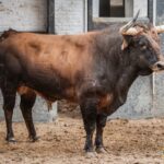 Sorteo, Madrid 12 de octubre de 2018