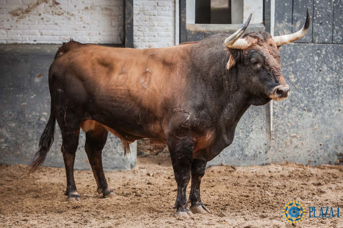 Sorteo, Madrid 12 de octubre de 2018