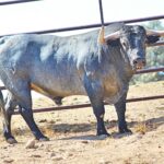 Toros de Adolfo Martín para Zaragoza. 11 de octubre de 2018