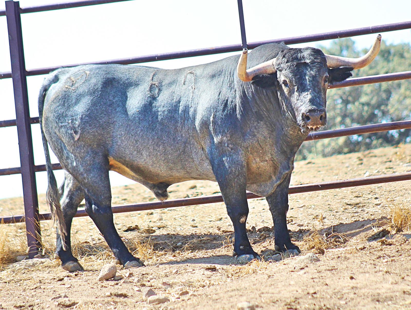 Toros de Adolfo Martín para Zaragoza. 11 de octubre de 2018