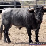 FISGADOR Nº 71 • G 2014