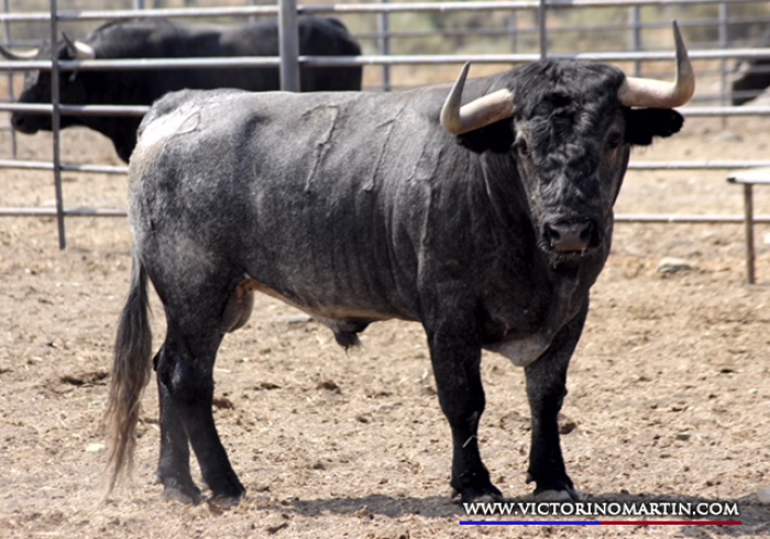 FISGADOR Nº 71 • G 2014