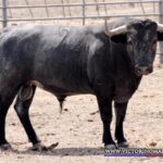 MILHEBRAS Nº 92 • G 2014