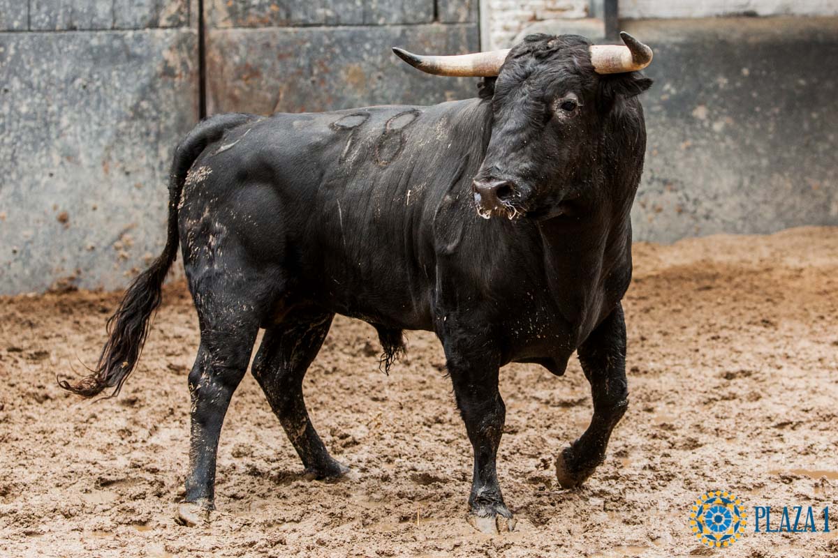 Sorteo. Madrid, 14 de octubre de 2018