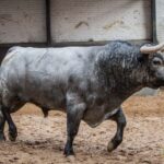 Sorteo, Madrid 12 de octubre de 2018