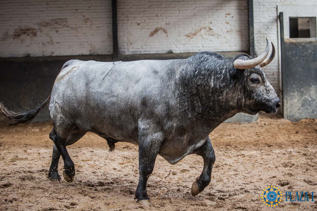 Sorteo, Madrid 12 de octubre de 2018