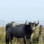 4-Camisita, cárdeno claro. “Un “muñeco”, como suele decirse. Es muy bonito, del aire del que mató Fandiño el día de su actuación en solitario en Las Ventas”.