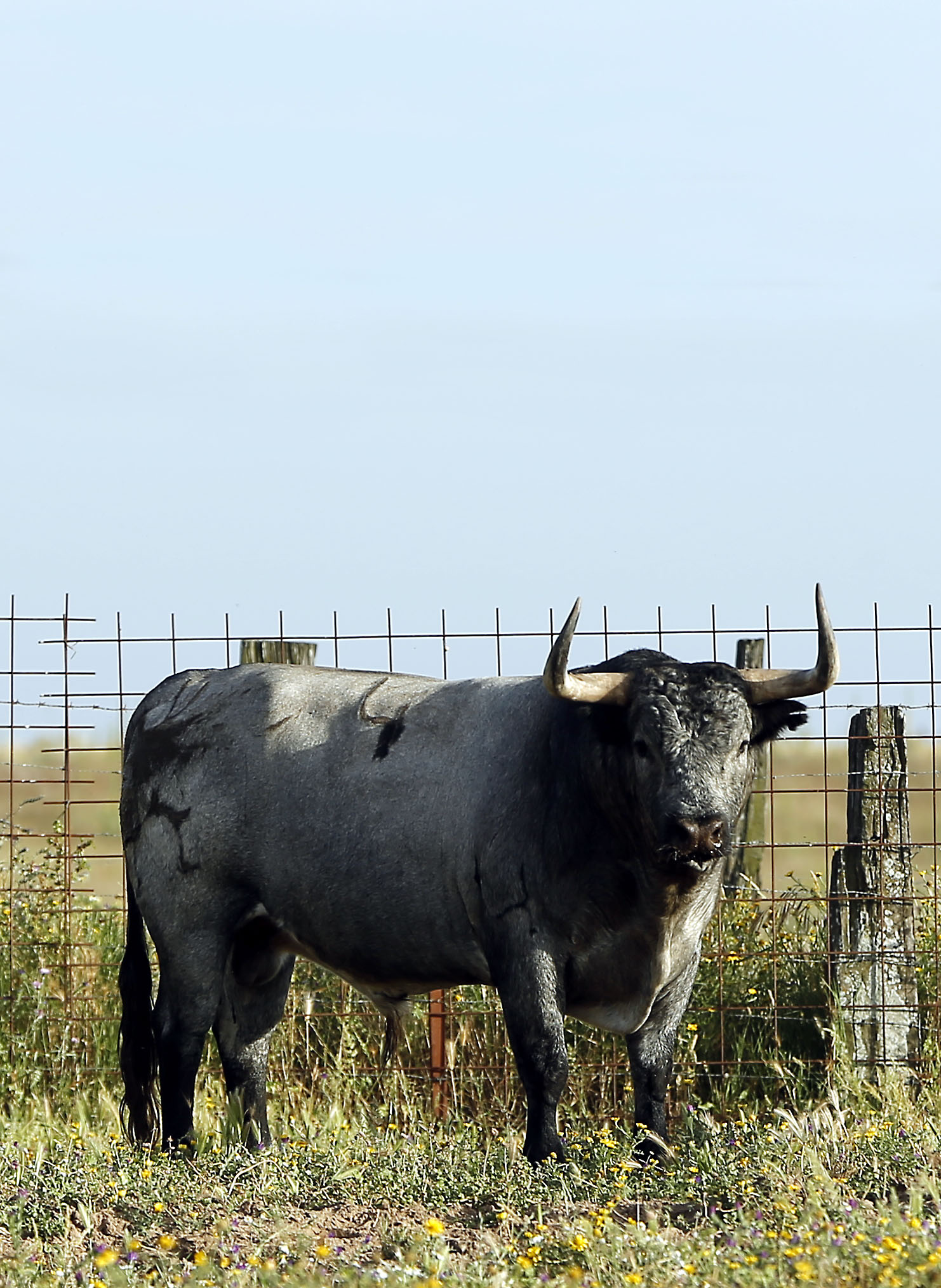 4-Camisita, cárdeno claro. “Un “muñeco”, como suele decirse. Es muy bonito, del aire del que mató Fandiño el día de su actuación en solitario en Las Ventas”.