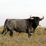 3-Azulino, cárdeno. “Es también bajo y algo más cortito, por lo que pesará algo menos, pero tiene buen cuello”.