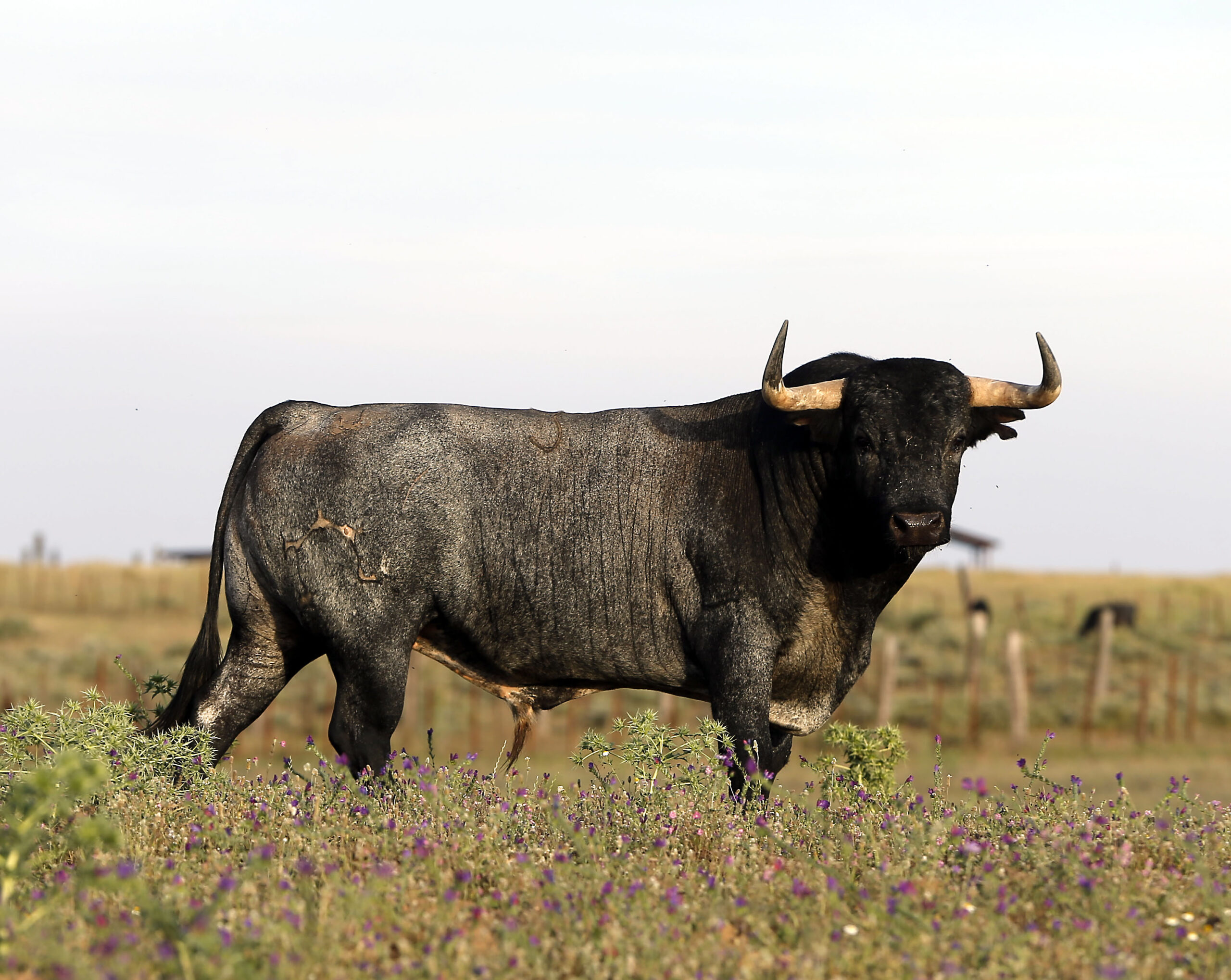 3-Azulino, cárdeno. “Es también bajo y algo más cortito, por lo que pesará algo menos, pero tiene buen cuello”.