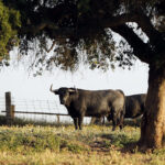 9-Avefría, cárdeno. “Quizá sea el más serio, sobre todo por volumen. Va a pesar. En mayo ya llegó a los 580 kilos. Va a tener mucha plaza”.