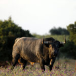 45-Rosalero, cárdeno. “Es el otro toro “nuevo” en Las Ventas. Bajo, más recortado, del tipo del 4. Es serio, de Madrid, pero también muy bonito”.