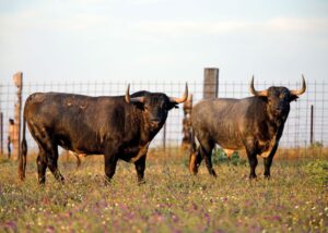 Toros de Partido de Resina, hierro más que centenario.