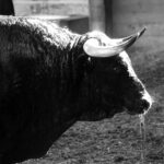 Sorteo. Zaragoza, 12 de octubre de 2018