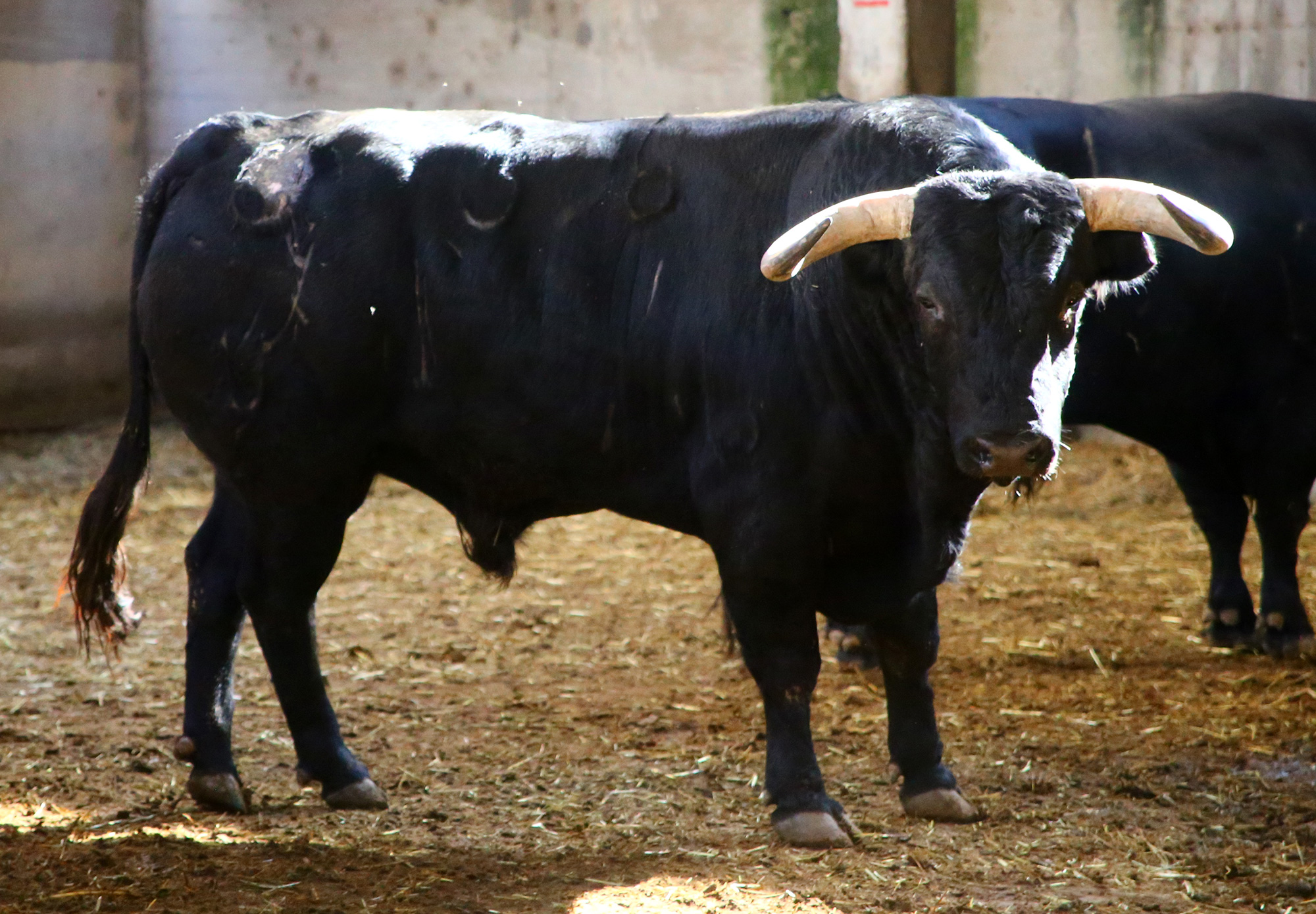 Zaragoza - Feria del Pilar - Sorteo - Sábado 6 de octubre de 2018