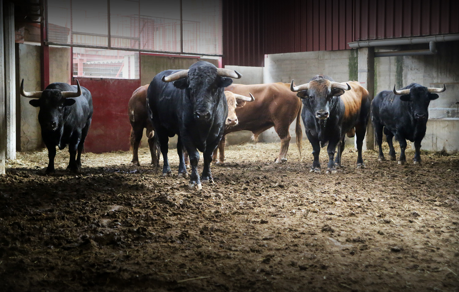 Sorteo. Zaragoza, 14 de octubre de 2018