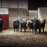 Sorteo. Zaragoza, 14 de octubre de 2018