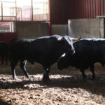 Sorteo. Zaragoza, 12 de octubre de 2018