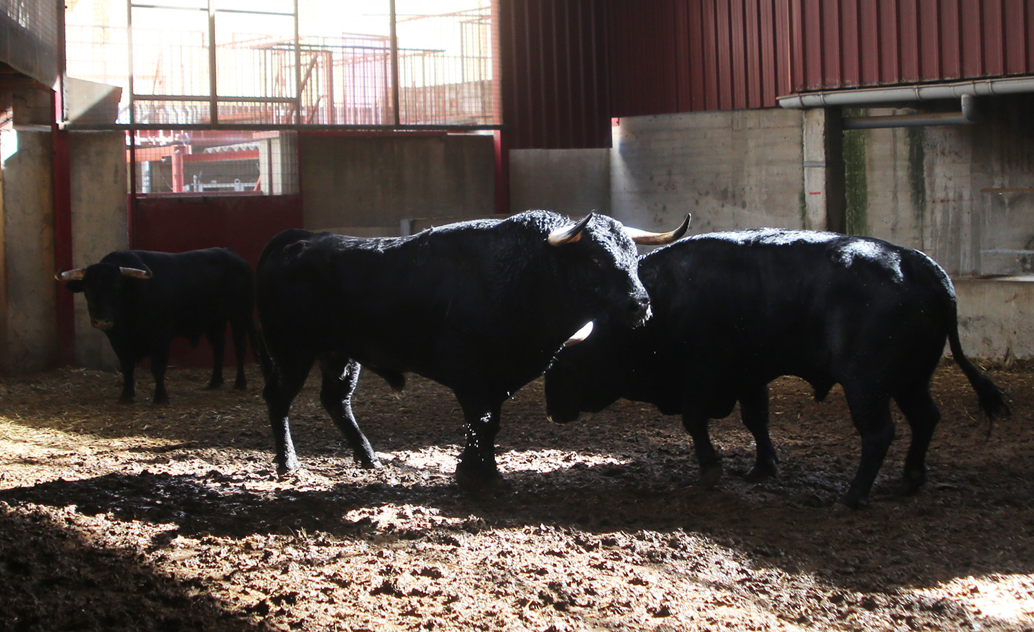 Sorteo. Zaragoza, 12 de octubre de 2018