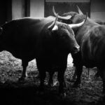 Sorteo. Zaragoza, 14 de octubre de 2018