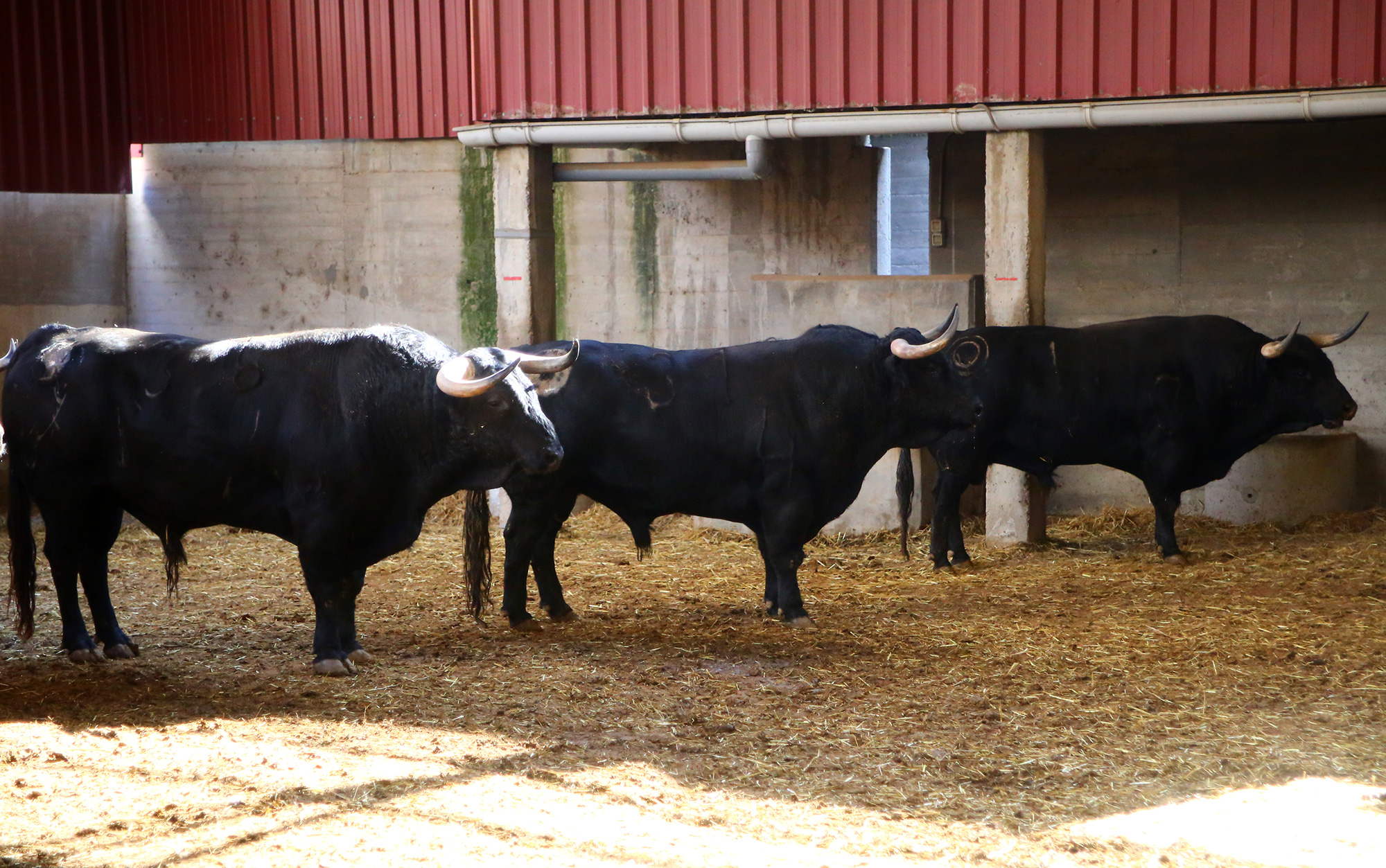 Zaragoza - Feria del Pilar - Sorteo - Sábado 6 de octubre de 2018