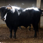 Sorteo. Zaragoza, 12 de octubre de 2018