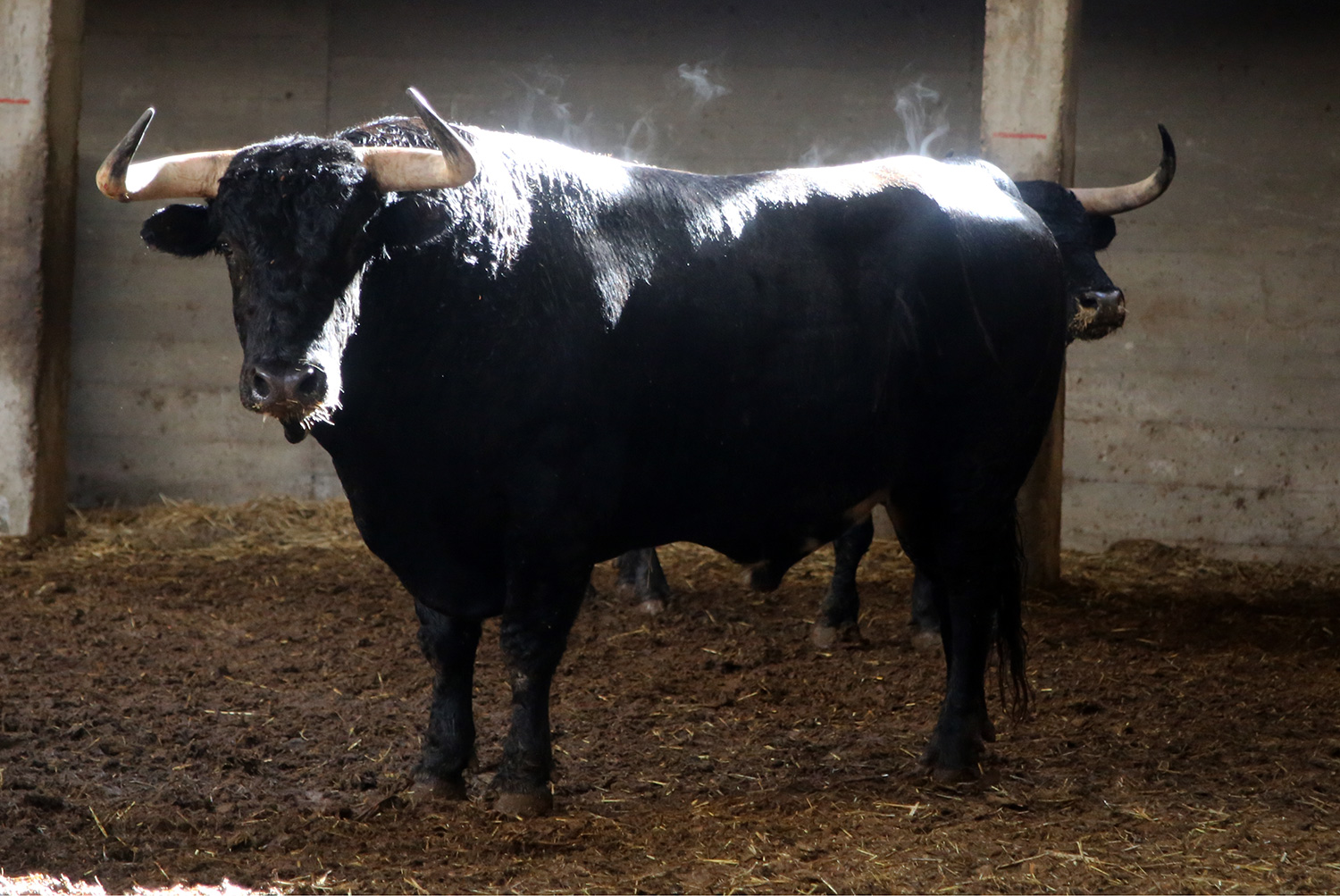 Sorteo. Zaragoza, 12 de octubre de 2018