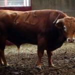 Sorteo. Zaragoza, 14 de octubre de 2018