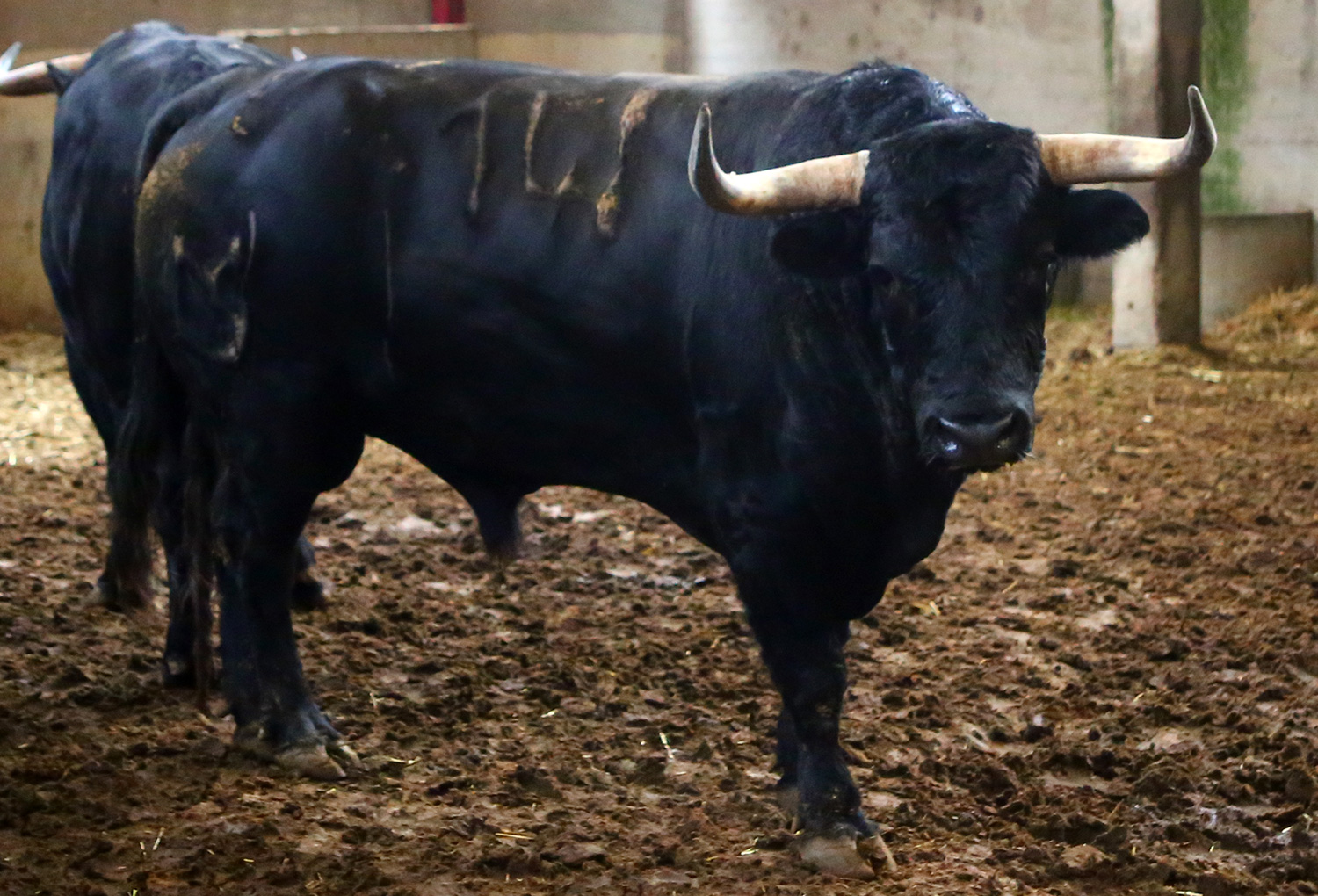 Sorteo. Zaragoza, 14 de octubre de 2018