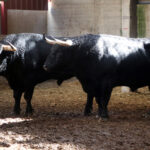 Sorteo. Zaragoza, 12 de octubre de 2018