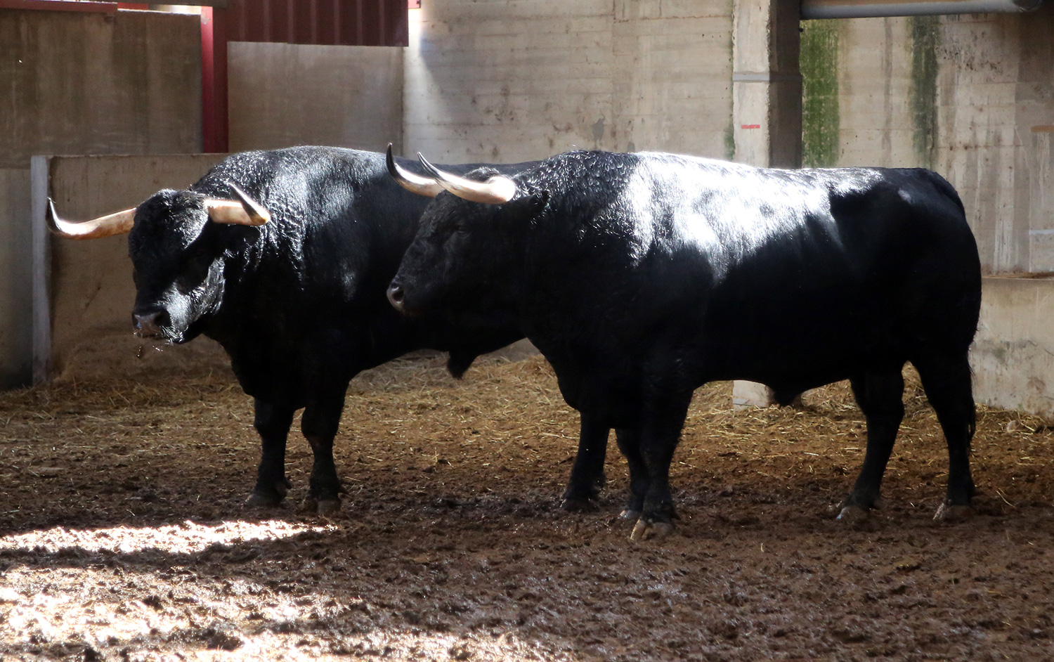 Sorteo. Zaragoza, 12 de octubre de 2018