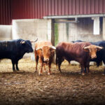 Sorteo. Zaragoza, 14 de octubre de 2018