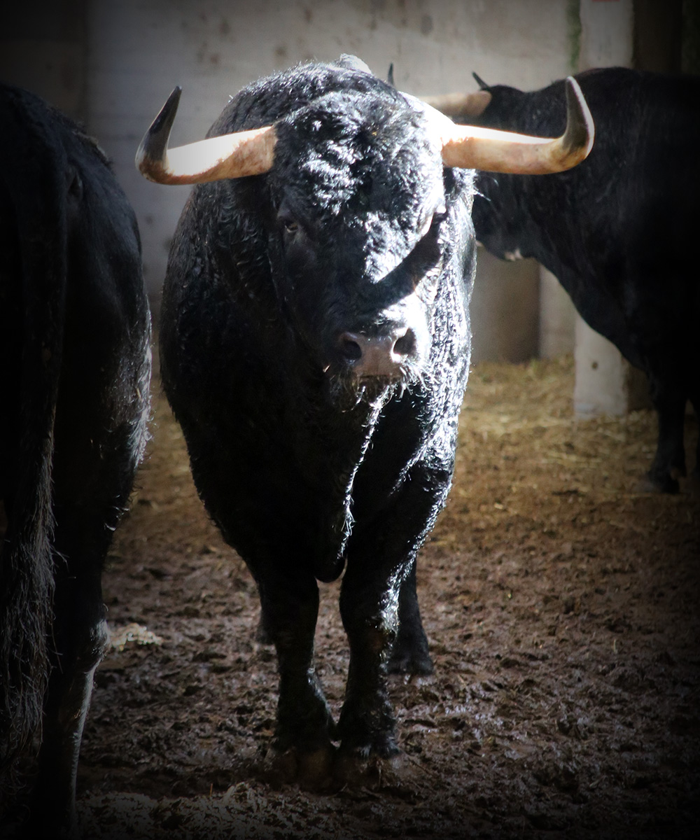 Sorteo. Zaragoza, 12 de octubre de 2018