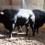 Sorteo. Zaragoza, 12 de octubre de 2018