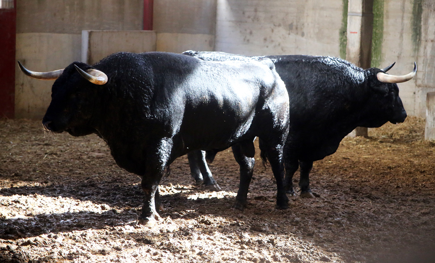 Sorteo. Zaragoza, 12 de octubre de 2018