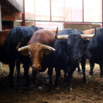 Sorteo. Zaragoza, 14 de octubre de 2018