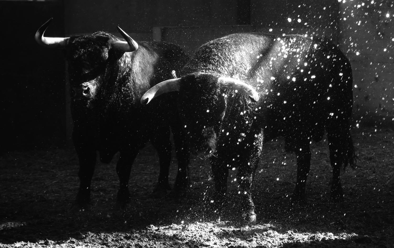 Sorteo. Zaragoza, 12 de octubre de 2018