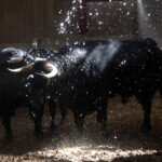 Sorteo. Zaragoza, 12 de octubre de 2018