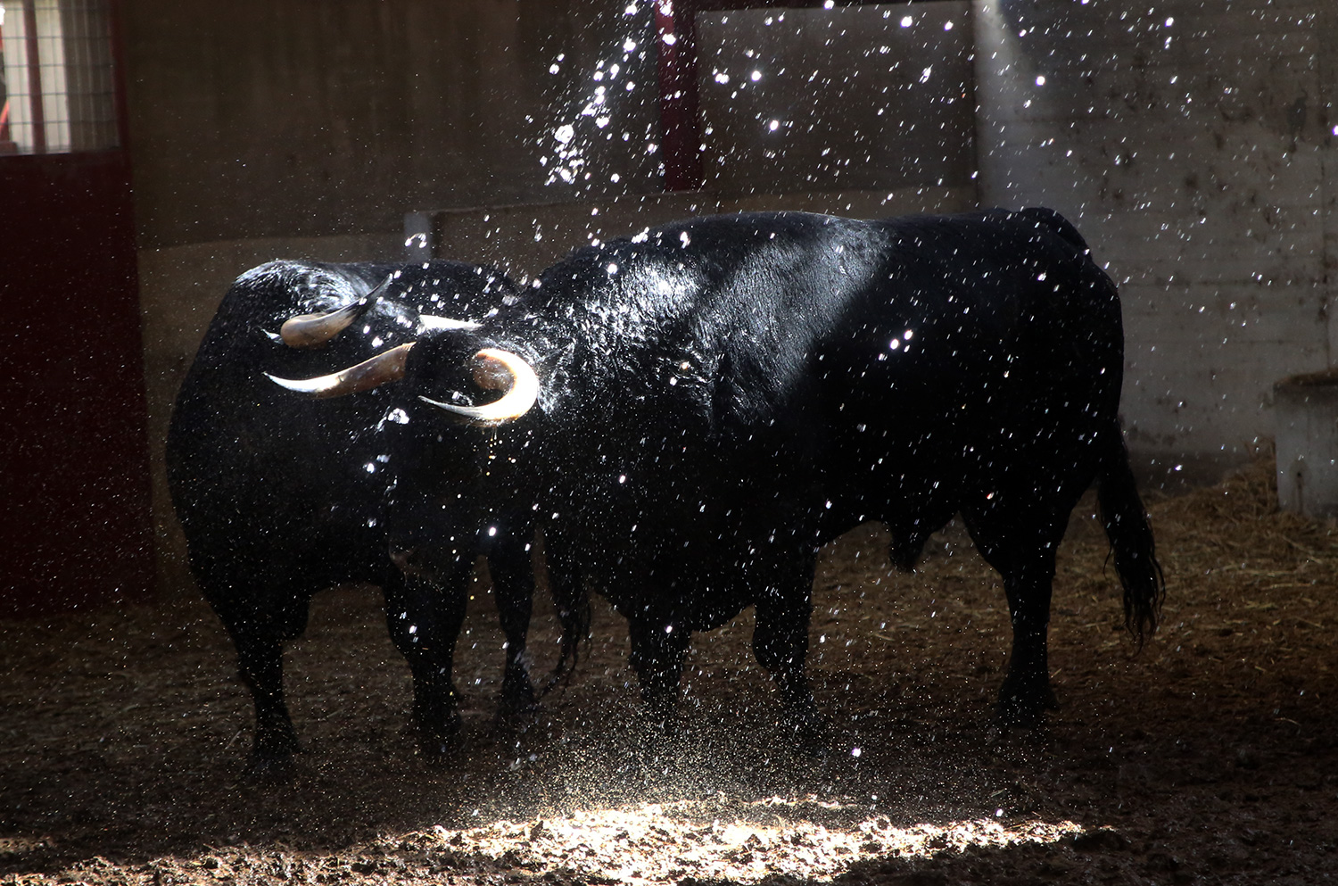 Sorteo. Zaragoza, 12 de octubre de 2018