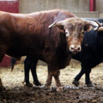 Sorteo. Zaragoza, 13 de octubre de 2018