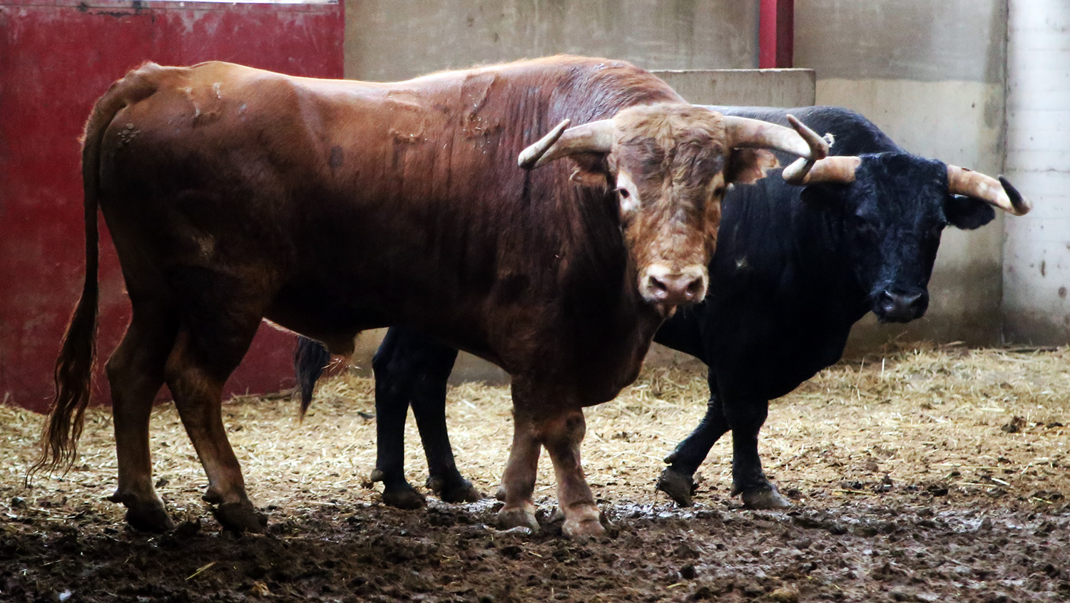 Sorteo. Zaragoza, 13 de octubre de 2018