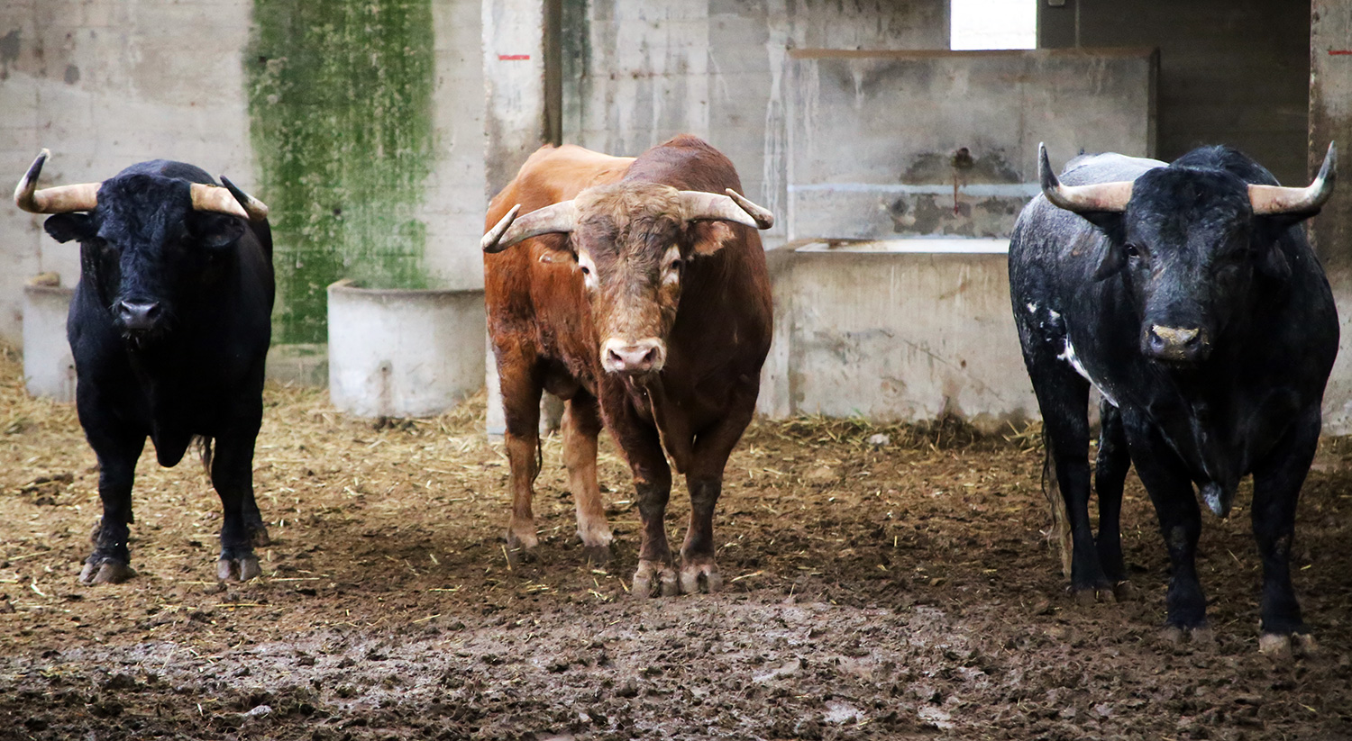 Sorteo. Zaragoza, 13 de octubre de 2018