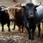 Sorteo. Zaragoza, 13 de octubre de 2018